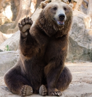 bear-waving-paw.jpg