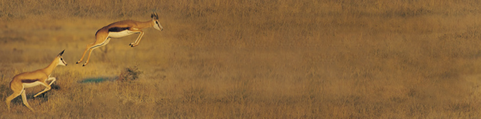 Financial Services - Harness the power – know your customer better from account origination to collections